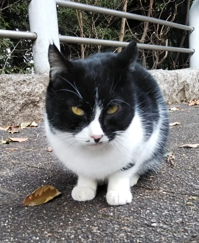 f:id:tarojiroko:20180109123641j:plain f:id:tarojiroko:20180109123641j:plain