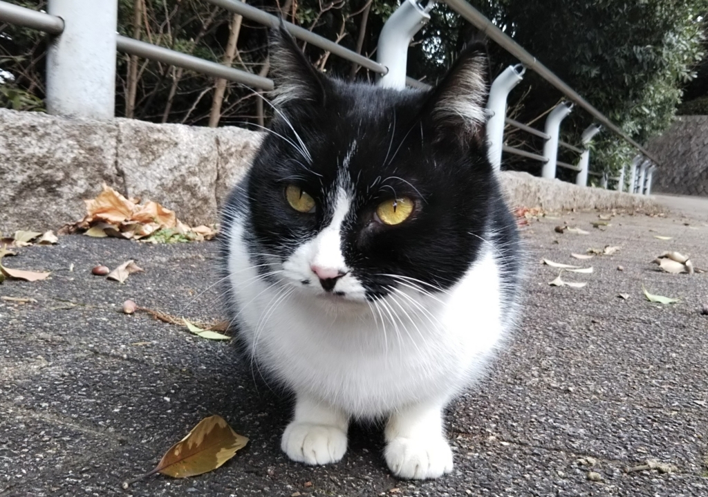 f:id:tarojiroko:20180109123657j:plain f:id:tarojiroko:20180109123657j:plain