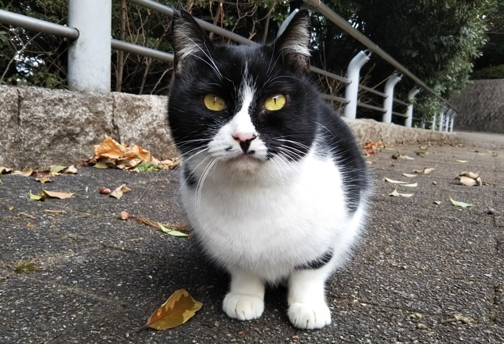 f:id:tarojiroko:20180109123702j:plain f:id:tarojiroko:20180109123702j:plain