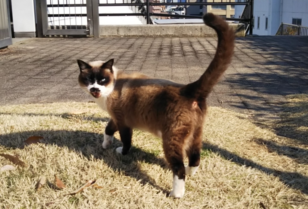 f:id:tarojiroko:20180110131321j:plain f:id:tarojiroko:20180110131321j:plain
