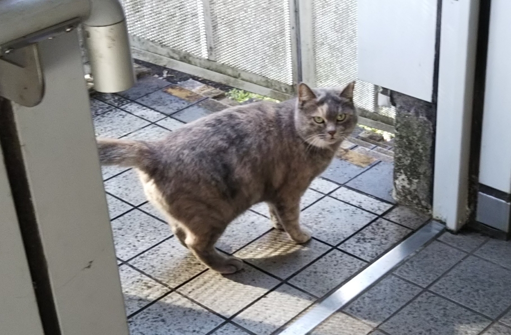 f:id:tarojiroko:20180114095520j:plain