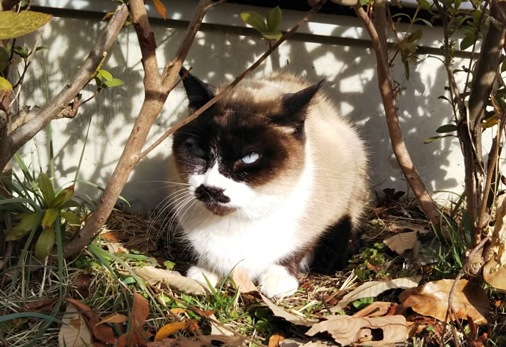 f:id:tarojiroko:20180114100454j:plain