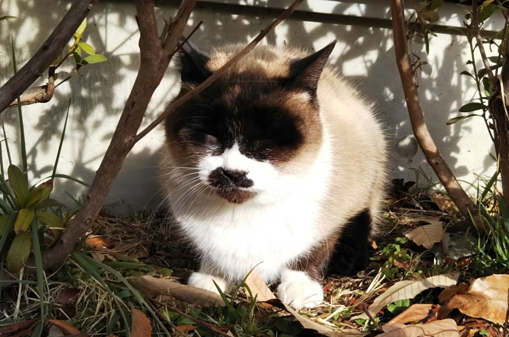 f:id:tarojiroko:20180114100517j:plain