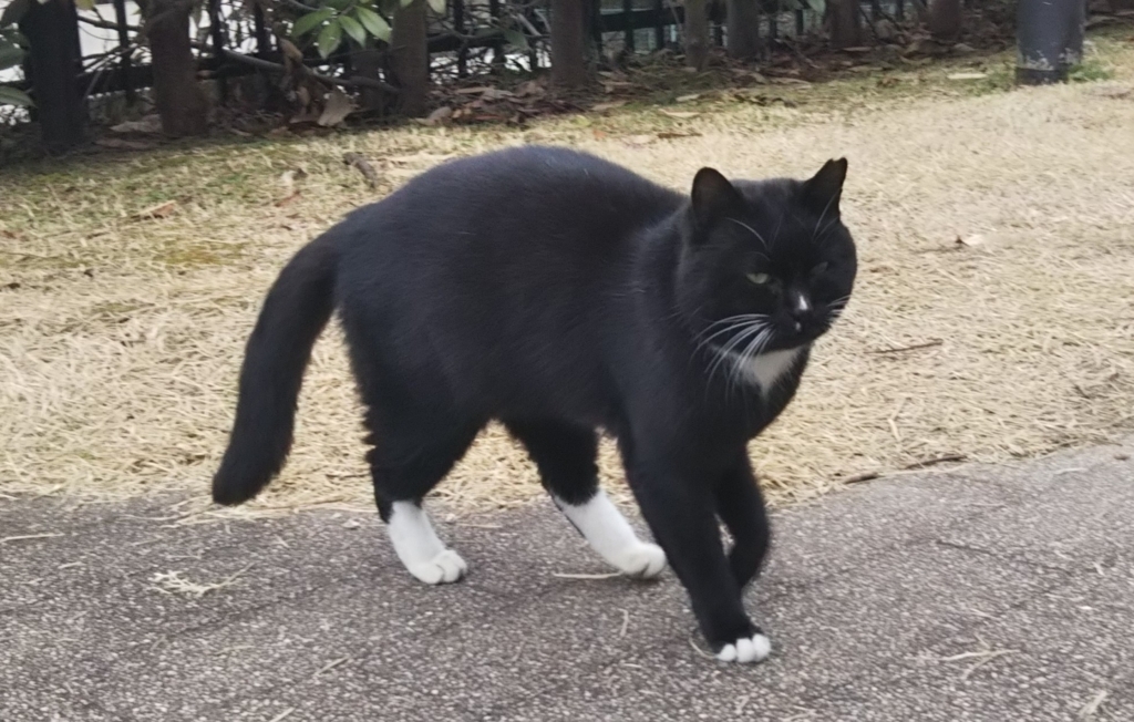 f:id:tarojiroko:20180115125522j:plain