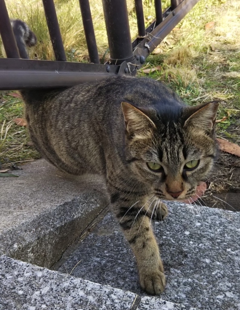 f:id:tarojiroko:20180116125708j:plain