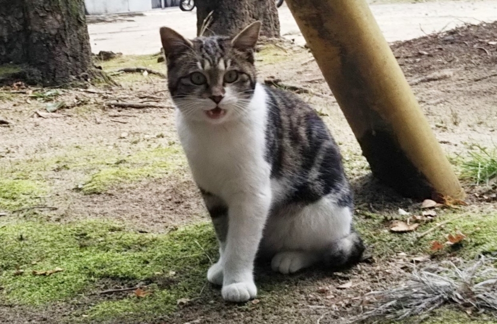f:id:tarojiroko:20180118120318j:plain