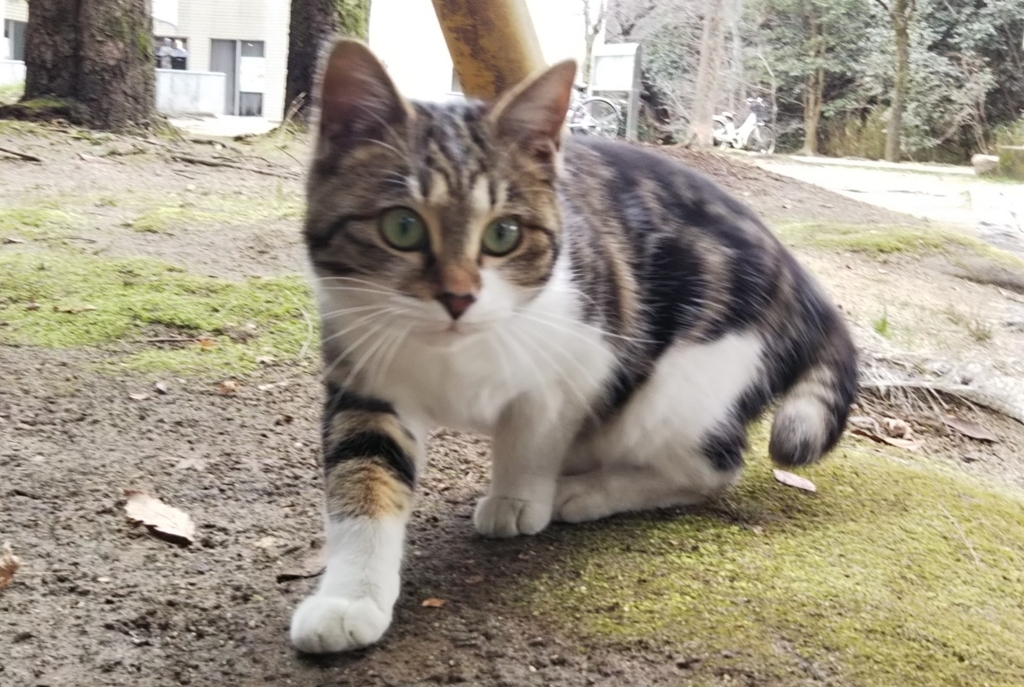 f:id:tarojiroko:20180118120653j:plain