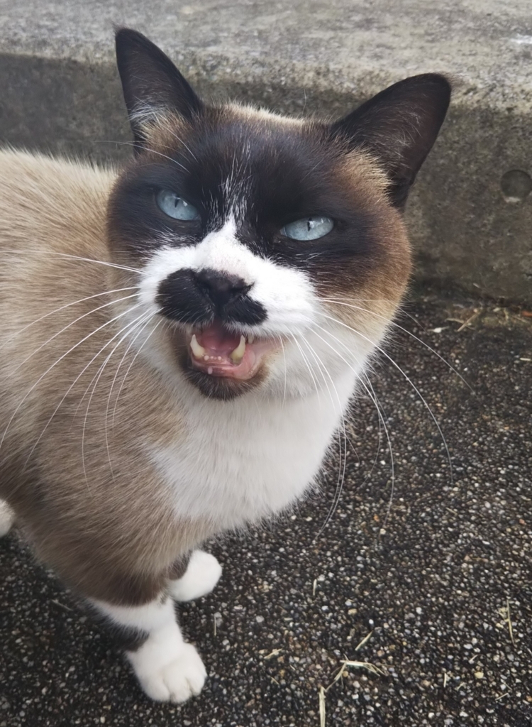 f:id:tarojiroko:20180118122304j:plain