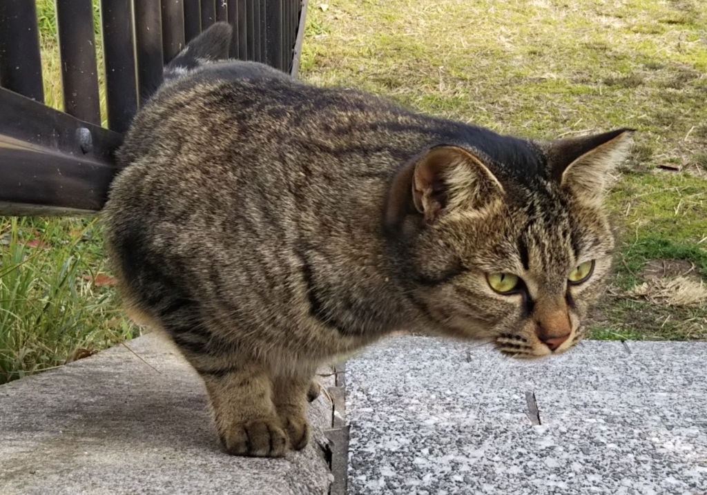 f:id:tarojiroko:20180119135000j:plain