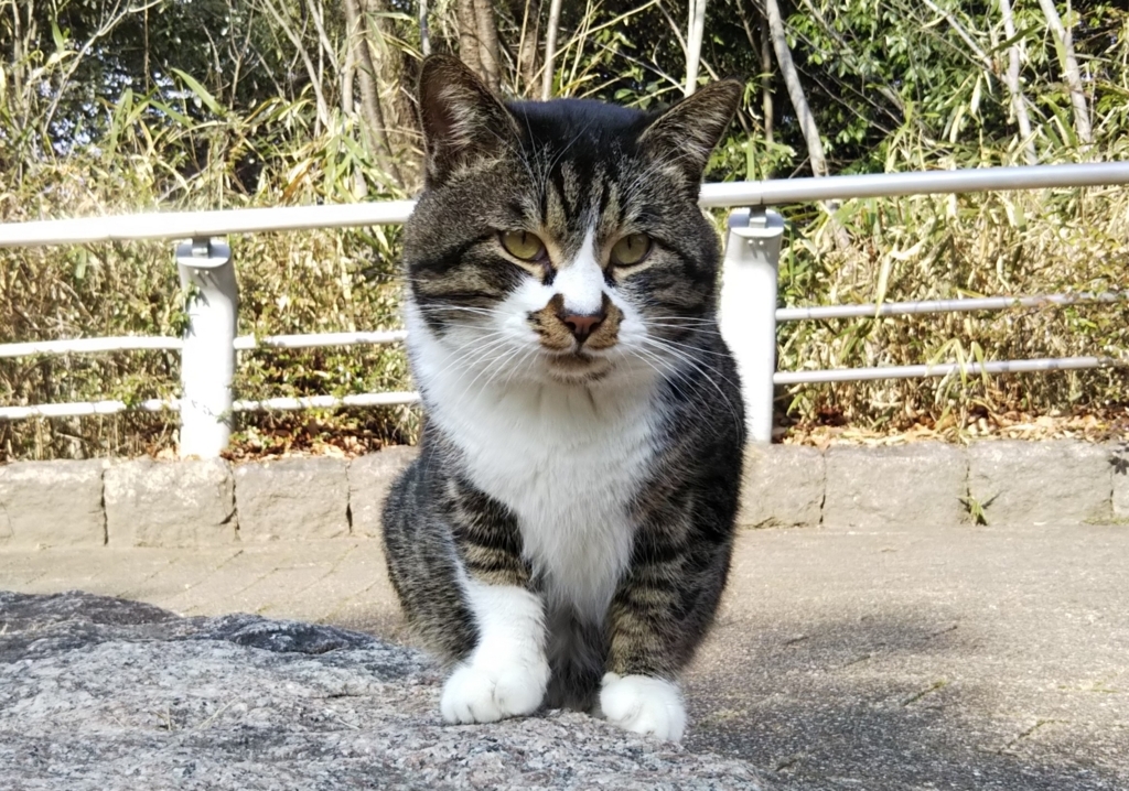 f:id:tarojiroko:20180120114044j:plain
