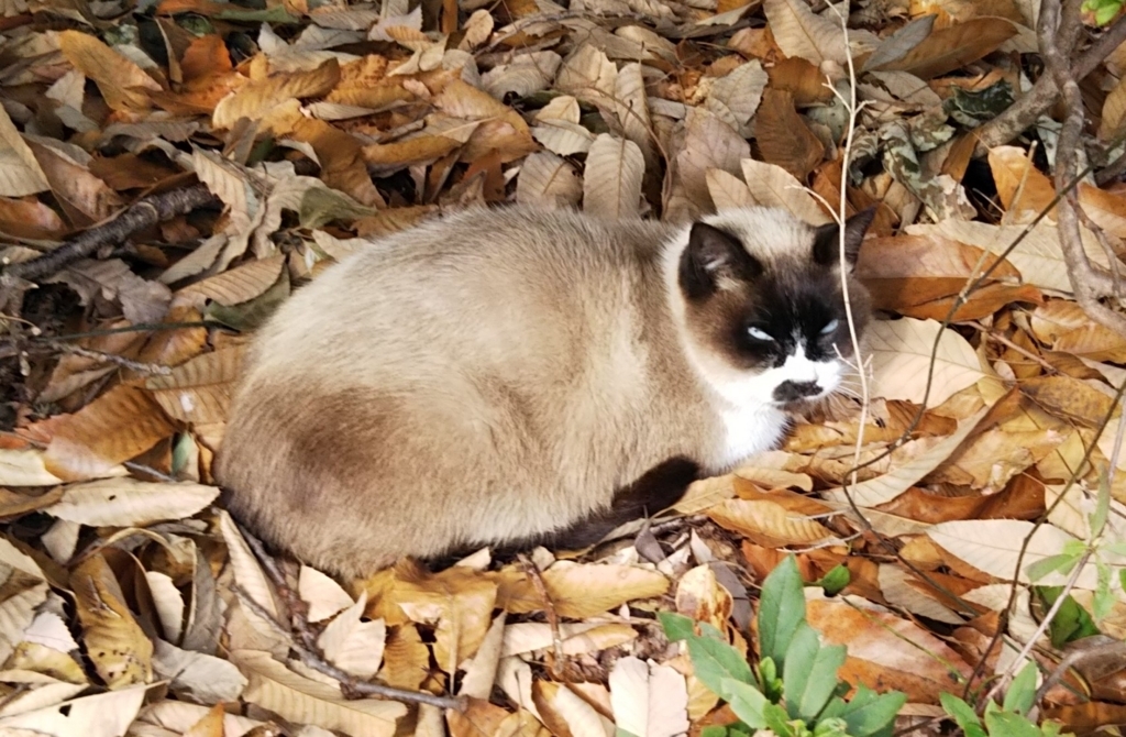 f:id:tarojiroko:20180123124739j:plain
