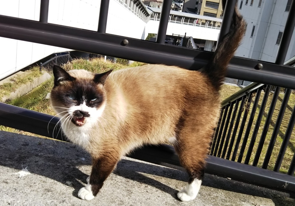 f:id:tarojiroko:20180124125727j:plain f:id:tarojiroko:20180124125727j:plain