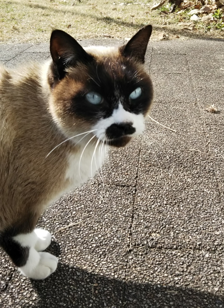 f:id:tarojiroko:20180124130549j:plain f:id:tarojiroko:20180124130549j:plain