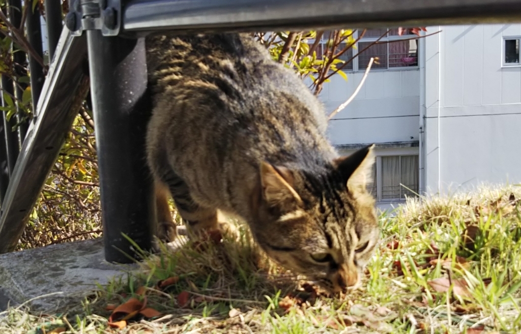 f:id:tarojiroko:20180124131541j:plain f:id:tarojiroko:20180124131541j:plain