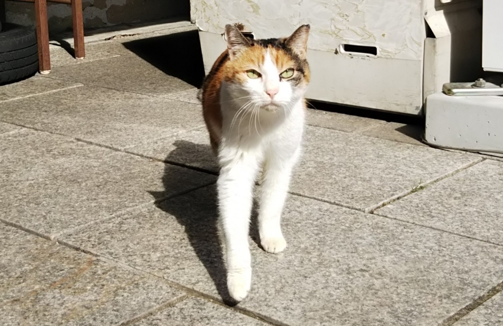 f:id:tarojiroko:20180125114839j:plain f:id:tarojiroko:20180125114839j:plain