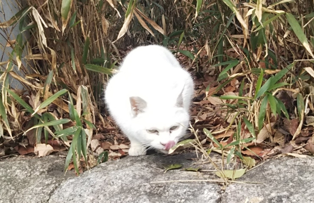 f:id:tarojiroko:20180125121209j:plain f:id:tarojiroko:20180125121209j:plain