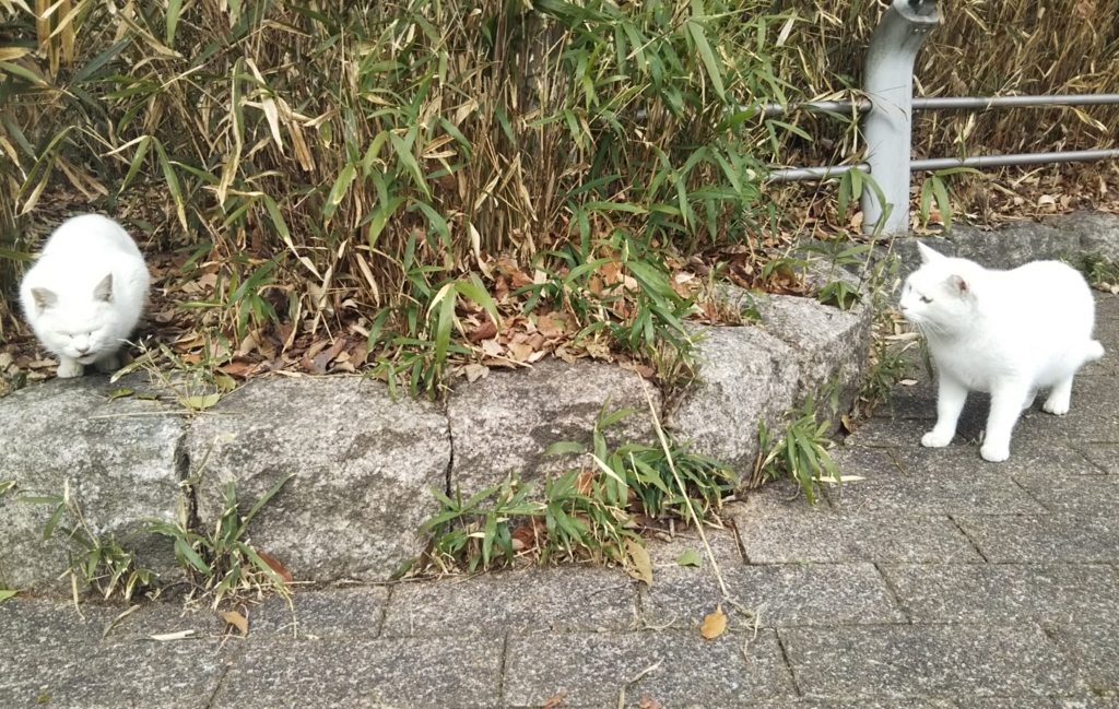 f:id:tarojiroko:20180125121213j:plain f:id:tarojiroko:20180125121213j:plain