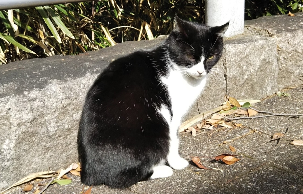 f:id:tarojiroko:20180126122248j:plain