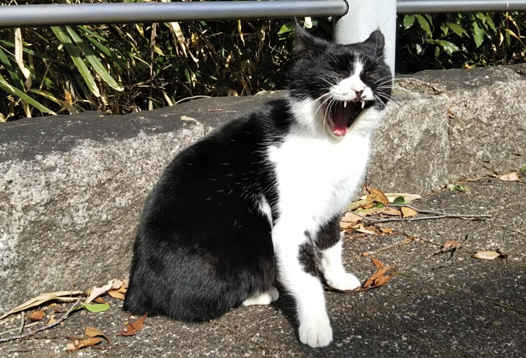 f:id:tarojiroko:20180126122252j:plain