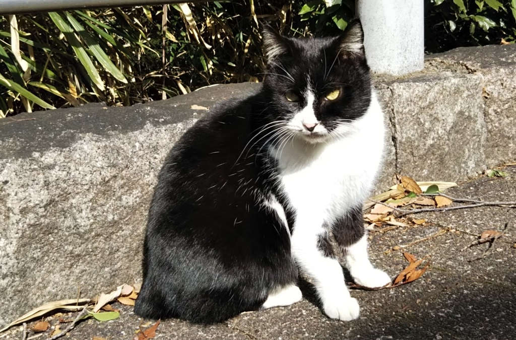 f:id:tarojiroko:20180126122311j:plain