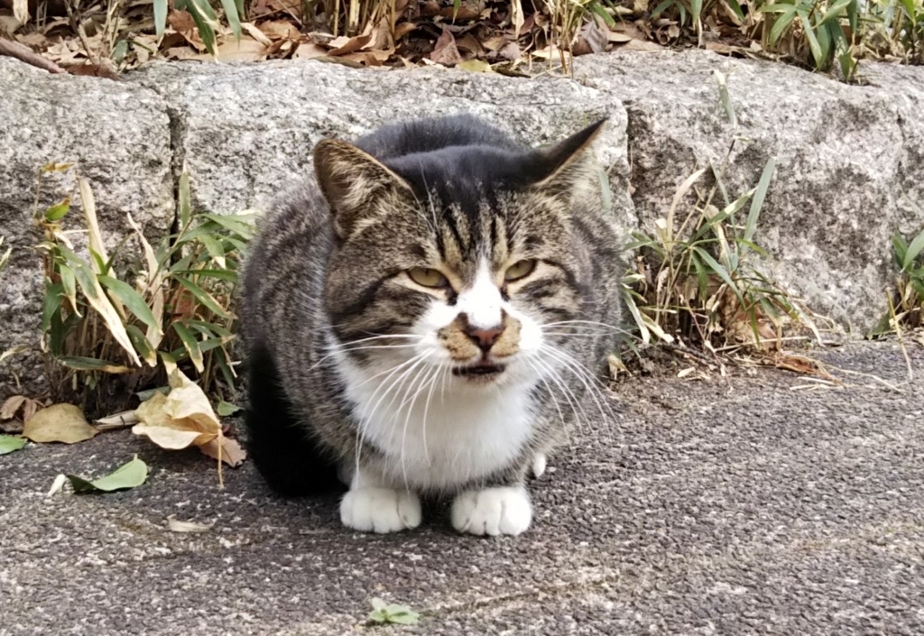 f:id:tarojiroko:20180127123837j:plain