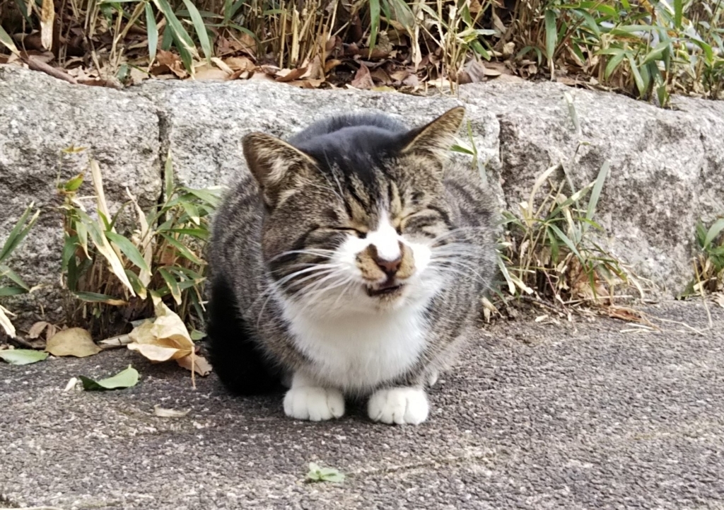 f:id:tarojiroko:20180127123841j:plain