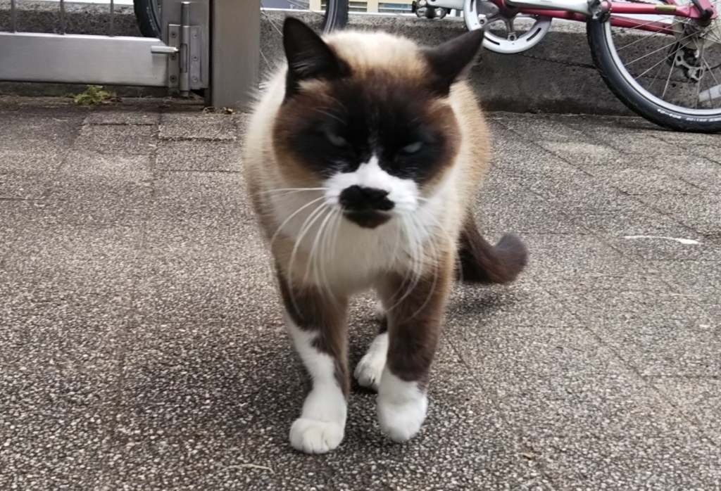 f:id:tarojiroko:20180127125304j:plain