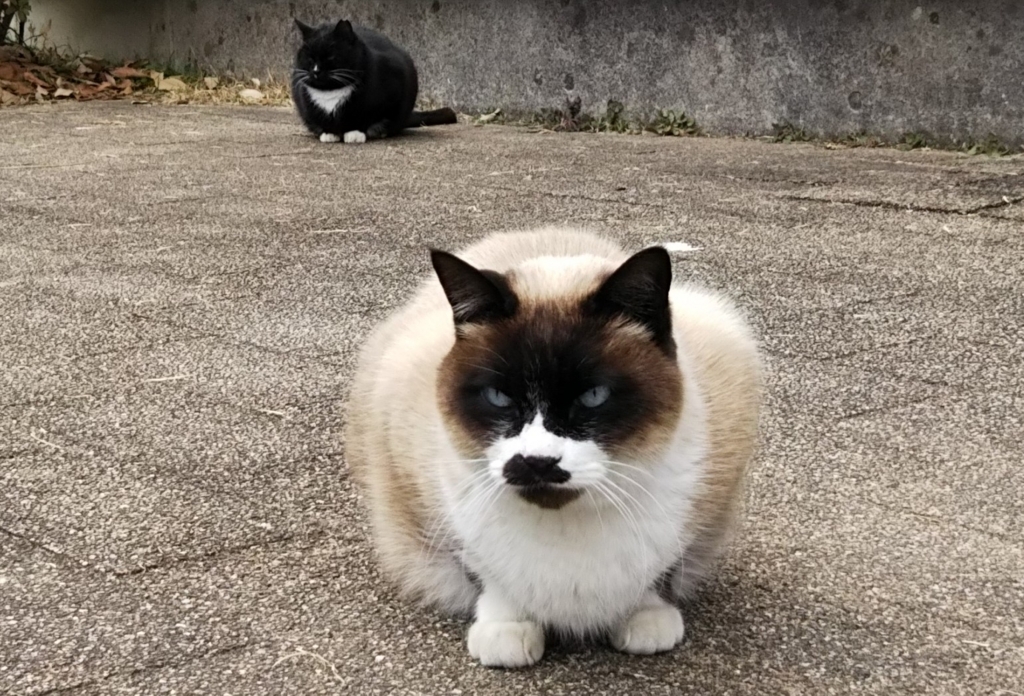 f:id:tarojiroko:20180127125428j:plain
