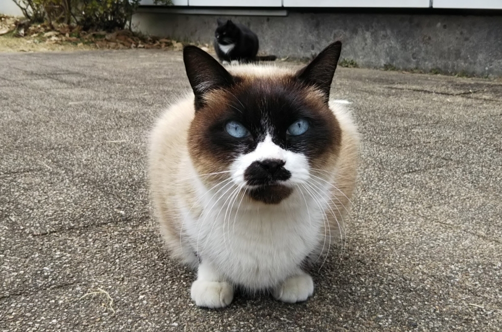 f:id:tarojiroko:20180127125434j:plain