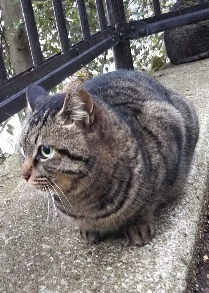 f:id:tarojiroko:20180128101135j:plain