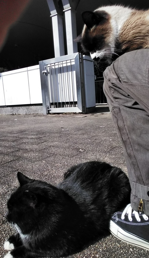 f:id:tarojiroko:20180129130123j:plain