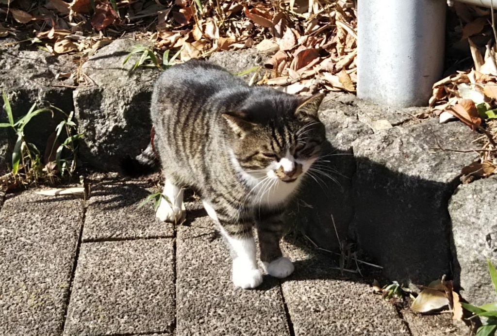 f:id:tarojiroko:20180130122343j:plain