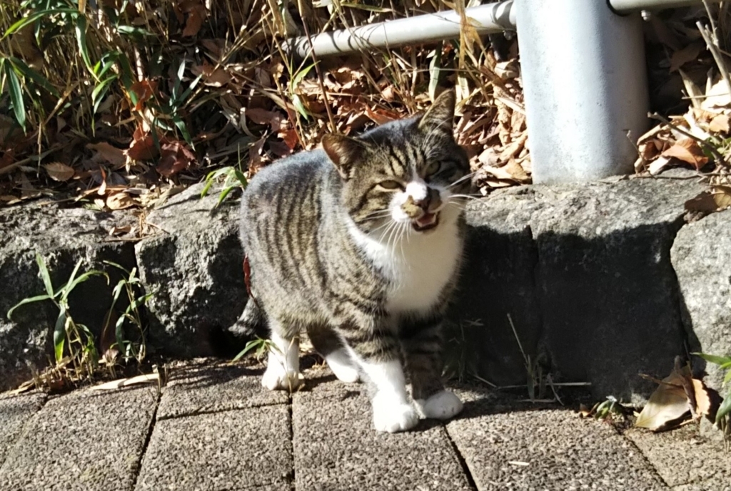 f:id:tarojiroko:20180130122345j:plain