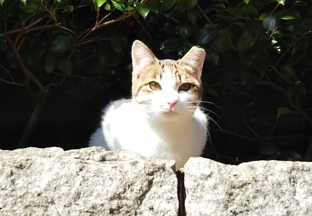 f:id:tarojiroko:20180130124757j:plain