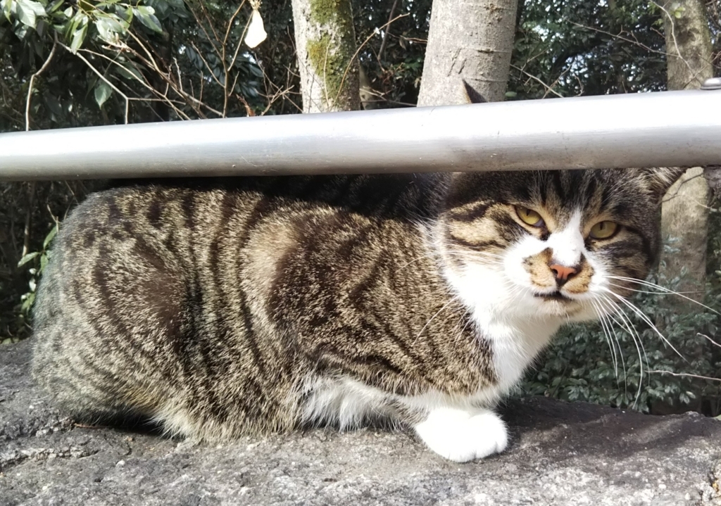 f:id:tarojiroko:20180131115742j:plain