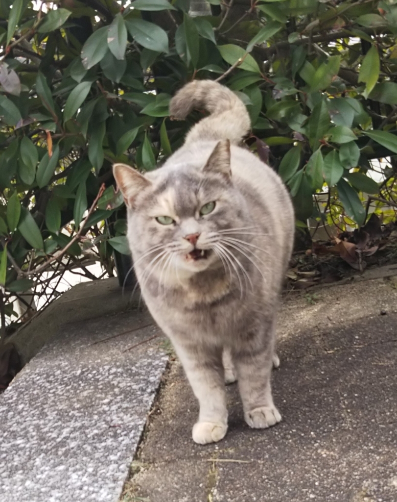 f:id:tarojiroko:20180131124706j:plain