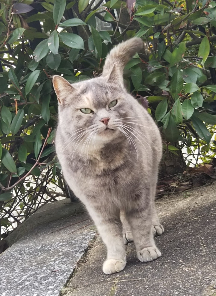 f:id:tarojiroko:20180131124711j:plain
