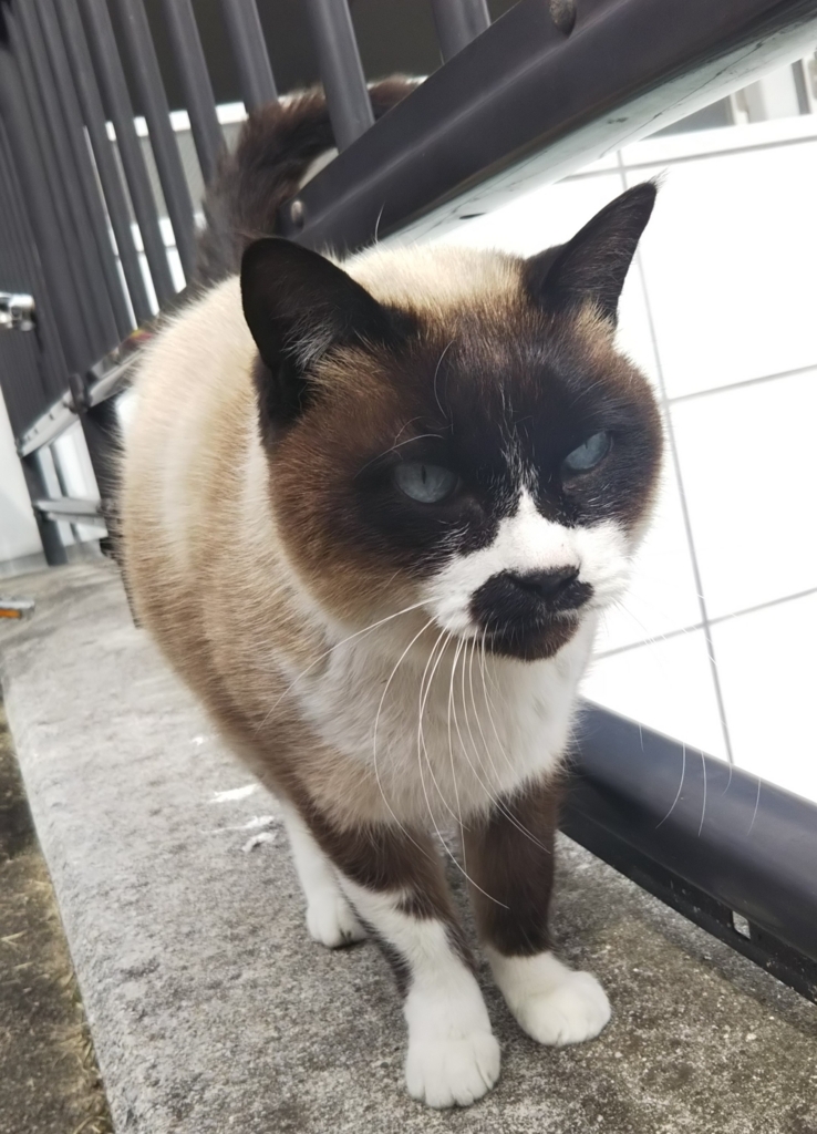 f:id:tarojiroko:20180131124718j:plain