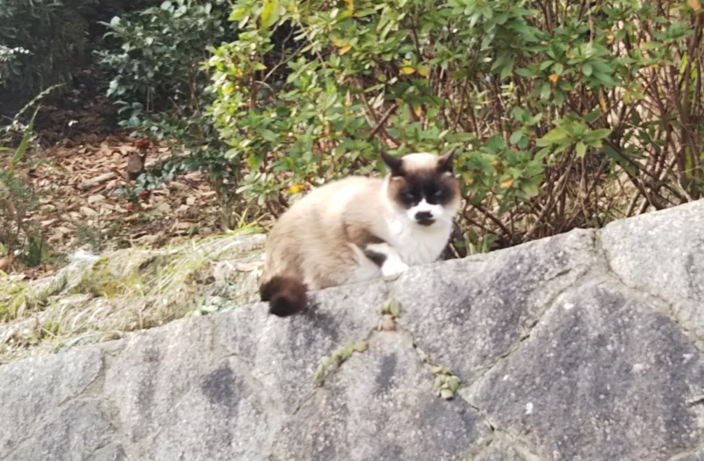 f:id:tarojiroko:20180131130855j:plain