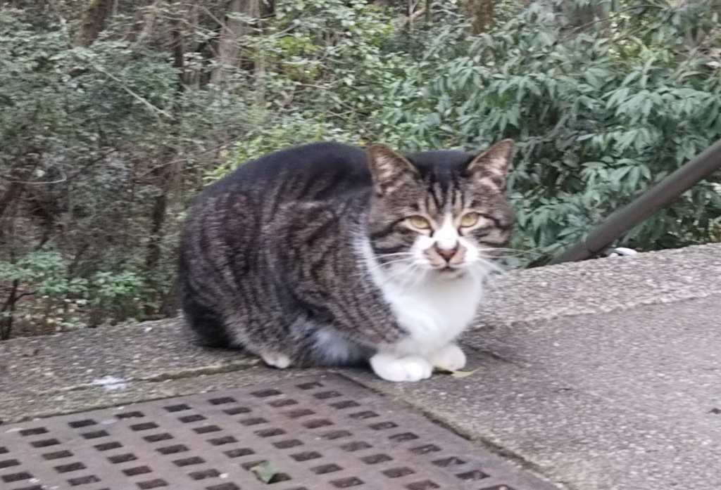 f:id:tarojiroko:20180202124815j:plain
