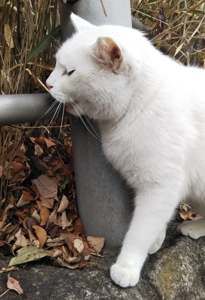 f:id:tarojiroko:20180202131139j:plain