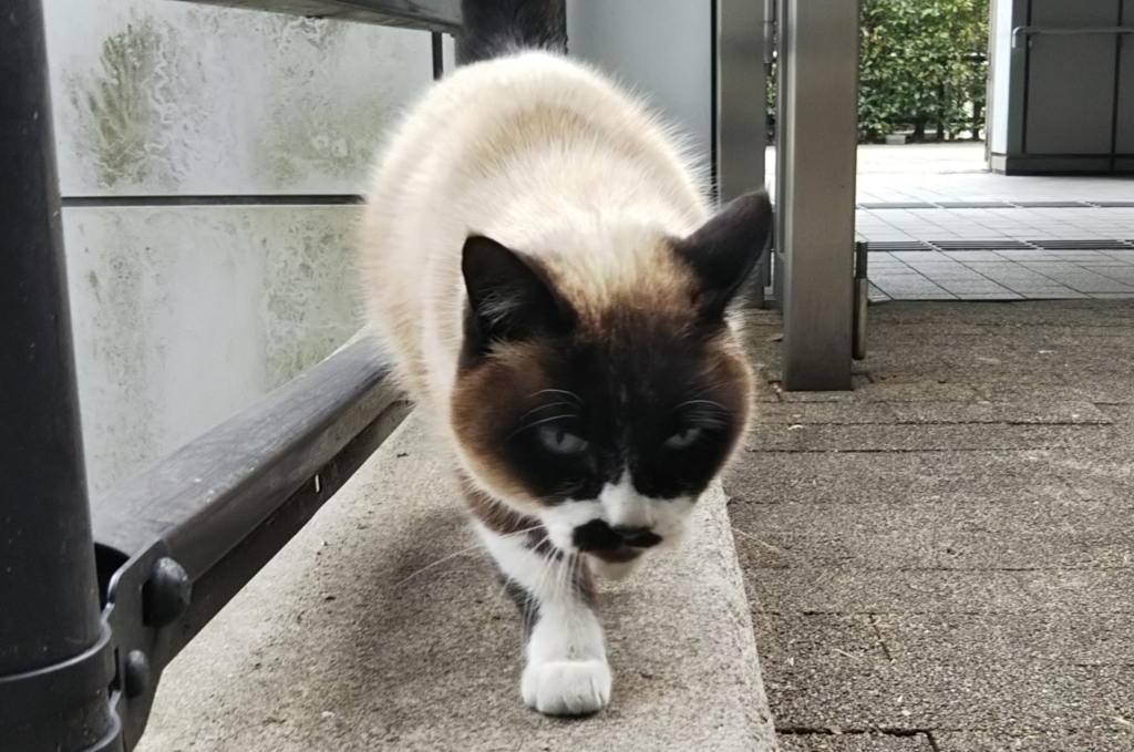 f:id:tarojiroko:20180202135326j:plain