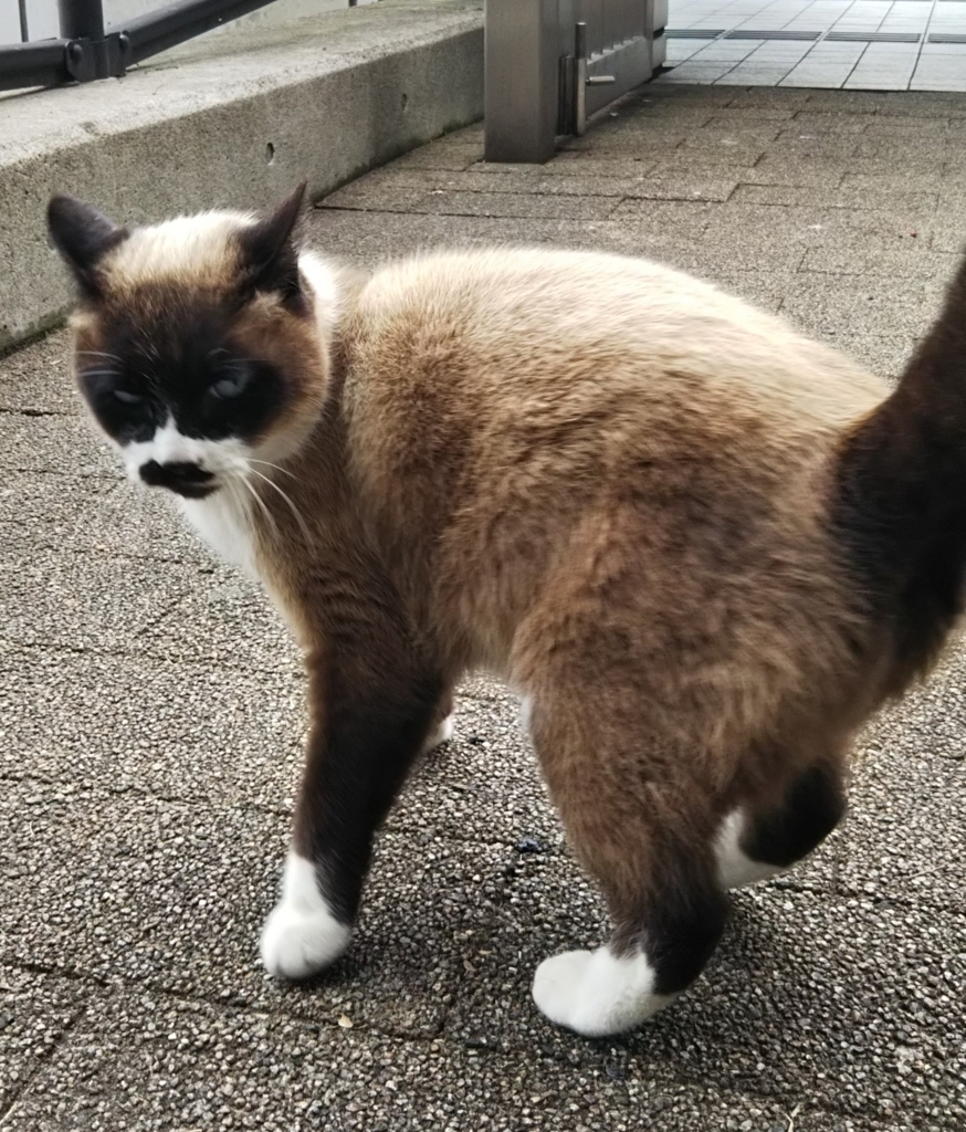 f:id:tarojiroko:20180202135422j:plain