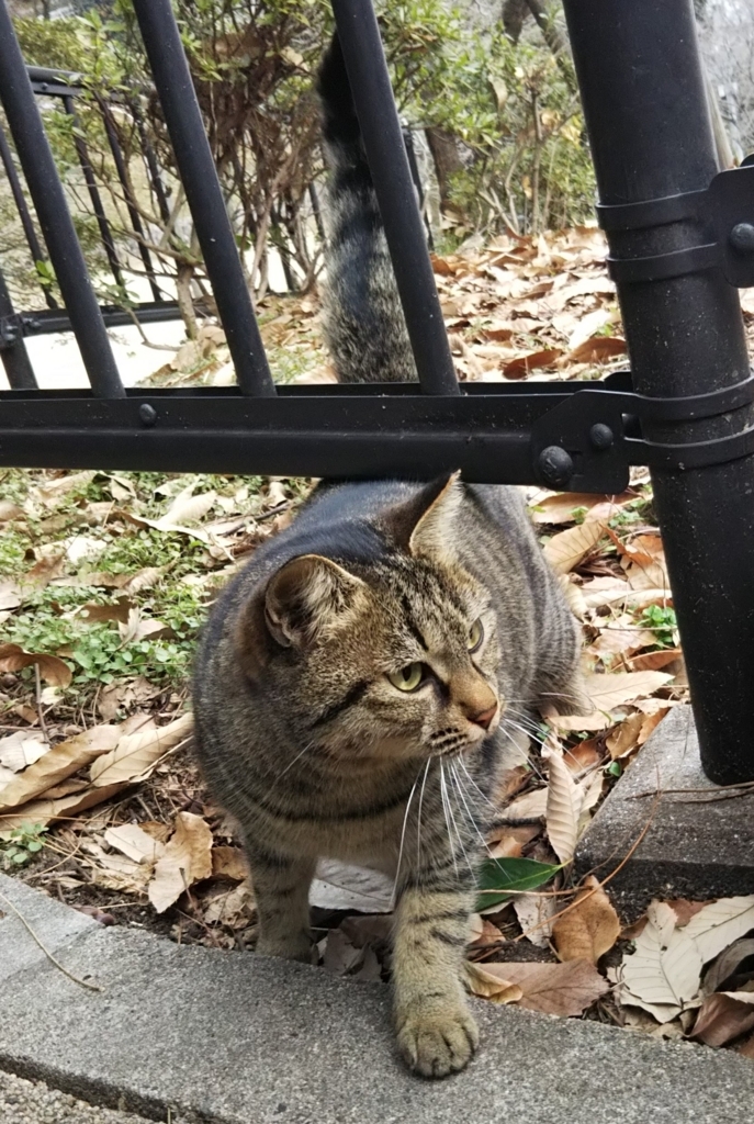 f:id:tarojiroko:20180202141548j:plain