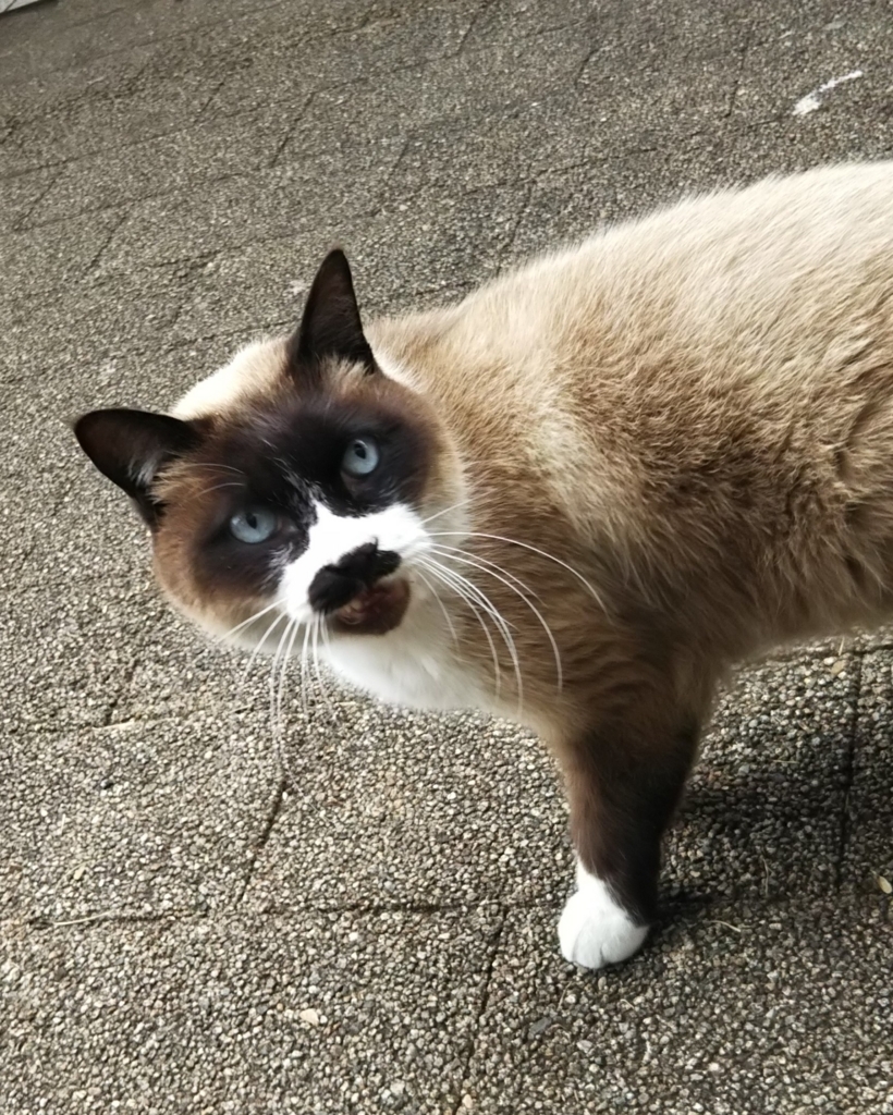 f:id:tarojiroko:20180202141816j:plain