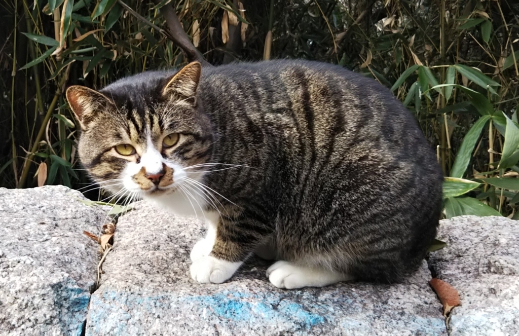 f:id:tarojiroko:20180204094657j:plain