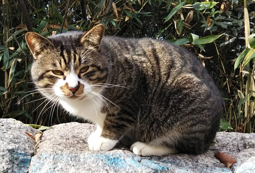 f:id:tarojiroko:20180204094701j:plain