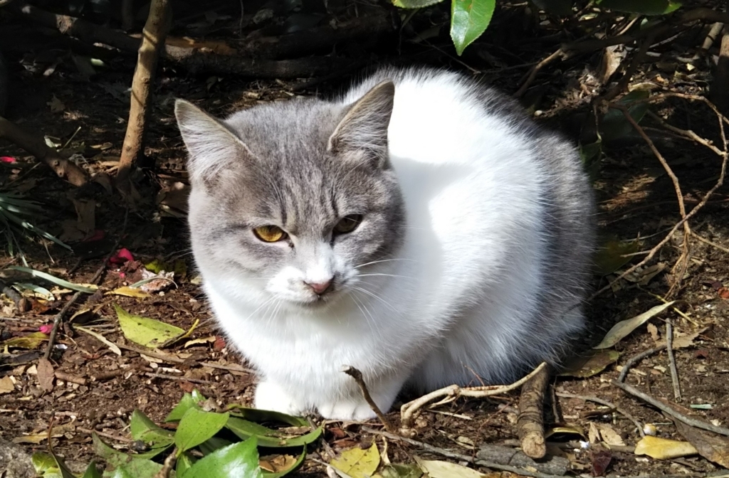 f:id:tarojiroko:20180204104635j:plain