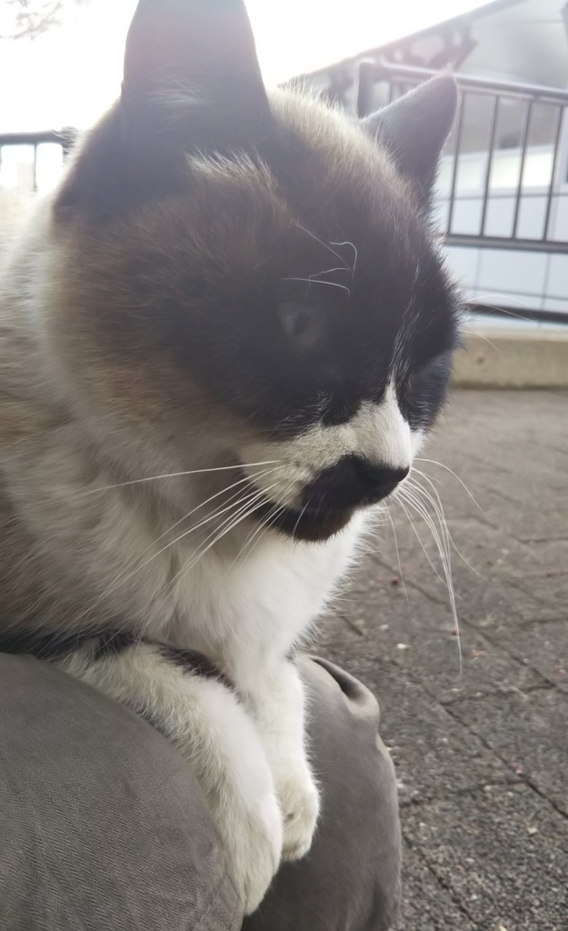 f:id:tarojiroko:20180204154751j:plain