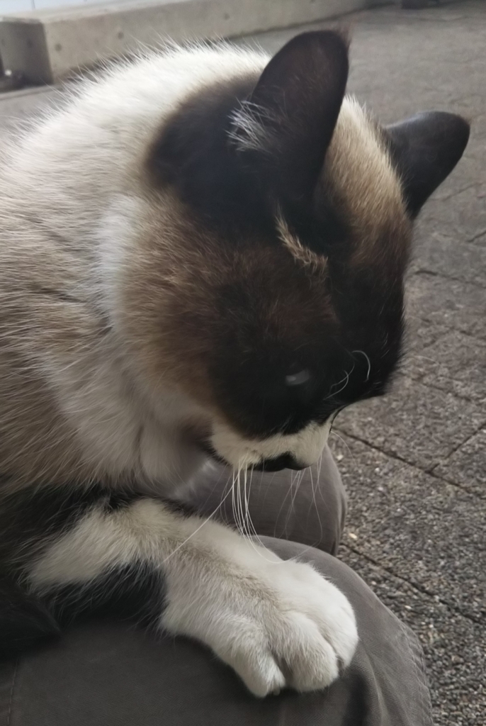f:id:tarojiroko:20180204154822j:plain